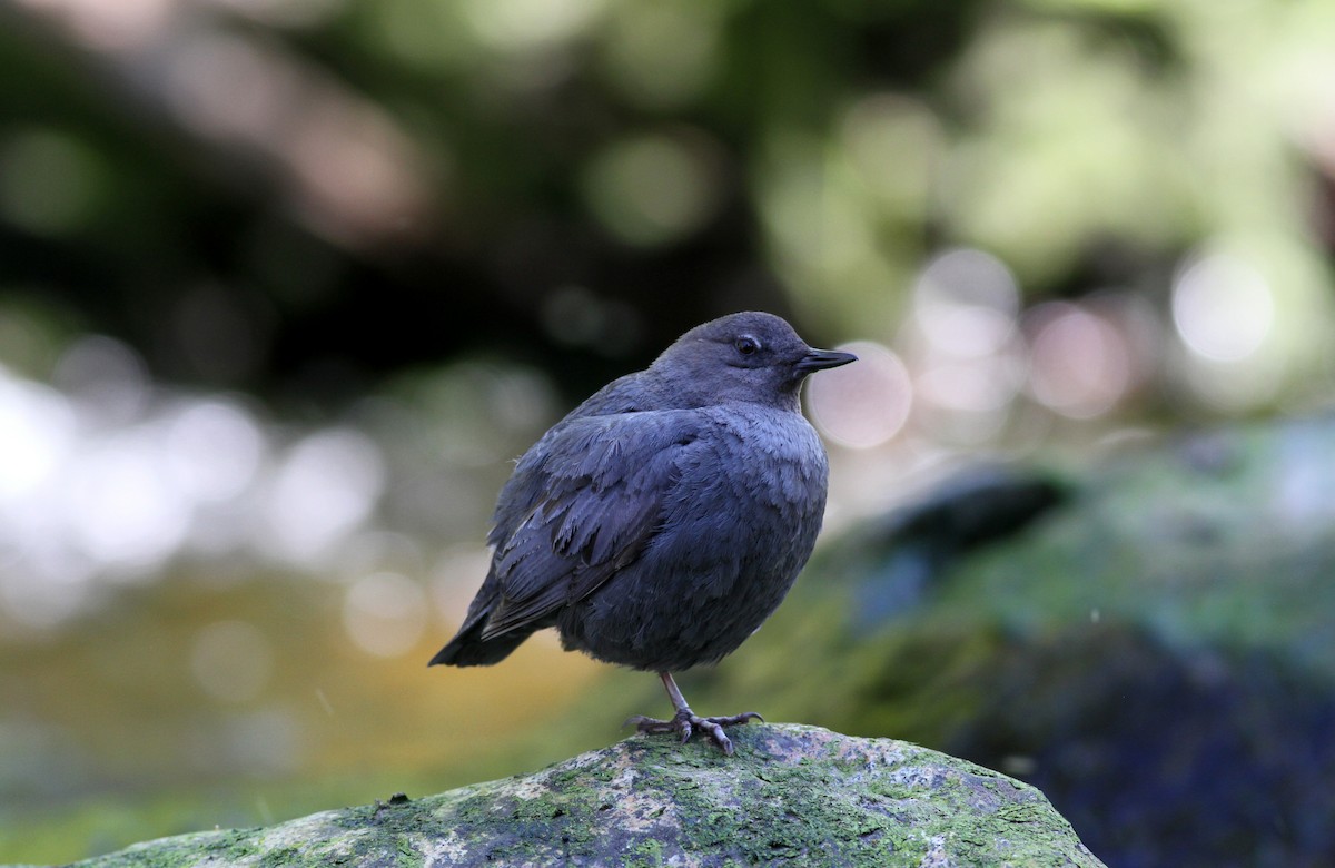 American Dipper - ML22643761