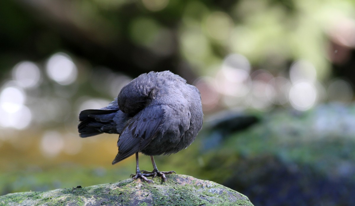 American Dipper - ML22643861