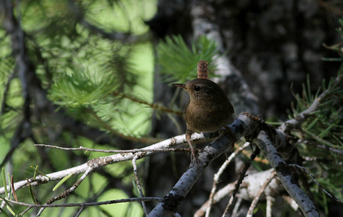 Pacific Wren - ML22643891