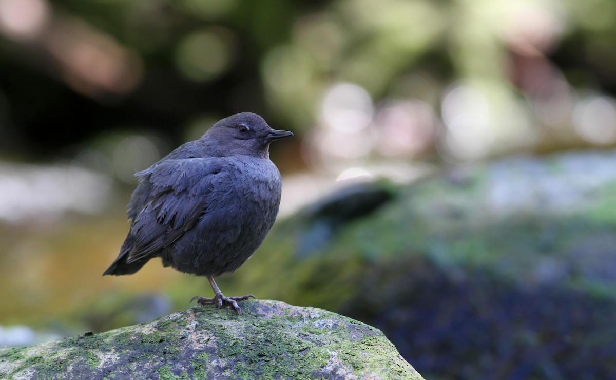 American Dipper - ML22643921