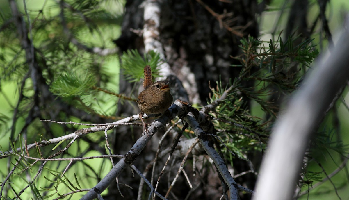 Pacific Wren - Jay McGowan