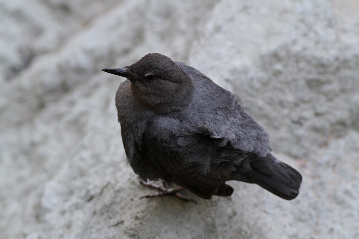 American Dipper - ML22644091