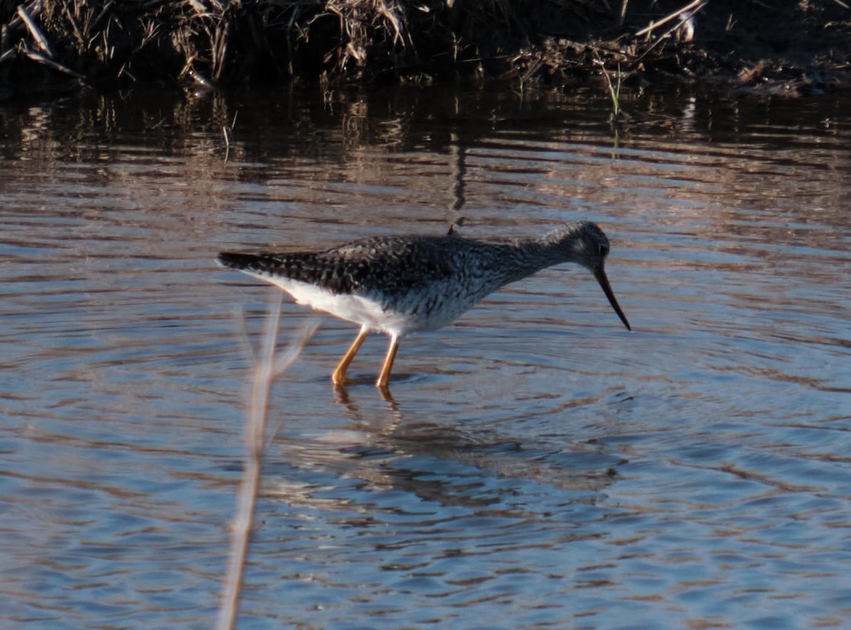Greater Yellowlegs - ML226441491