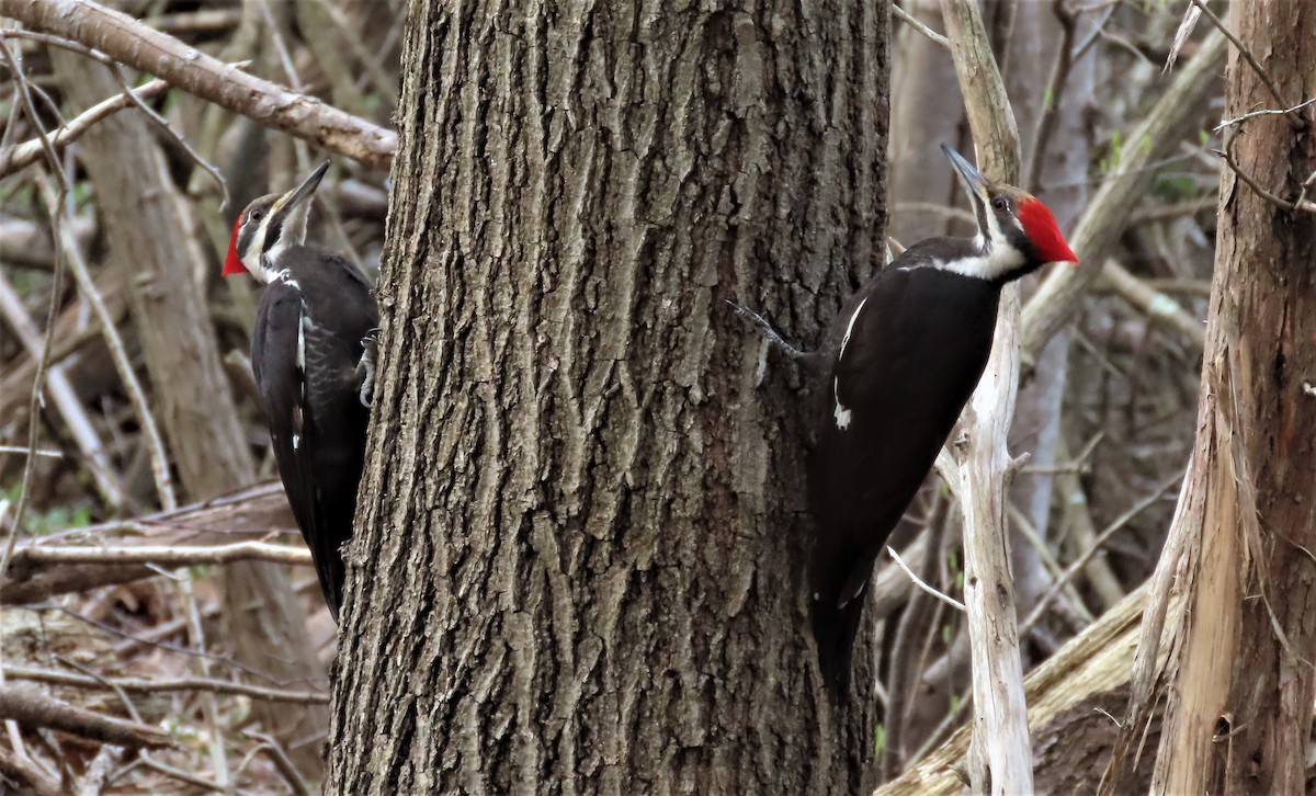 Pileated Woodpecker - Gina Nichol