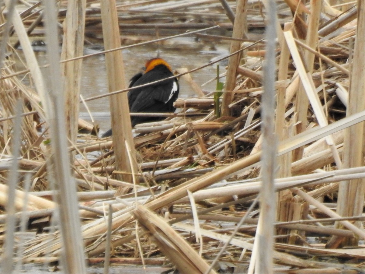 Yellow-headed Blackbird - ellen horak