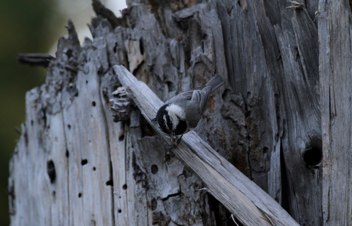 Mountain Chickadee - ML22644281