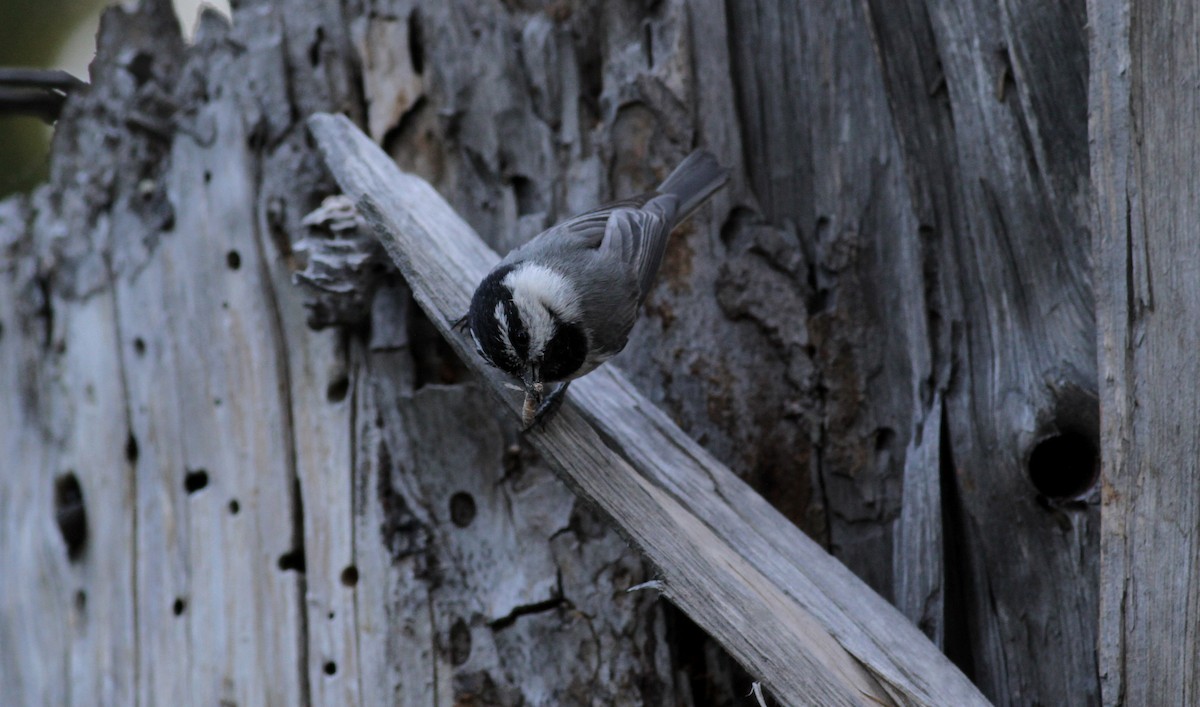 Mountain Chickadee - ML22644301