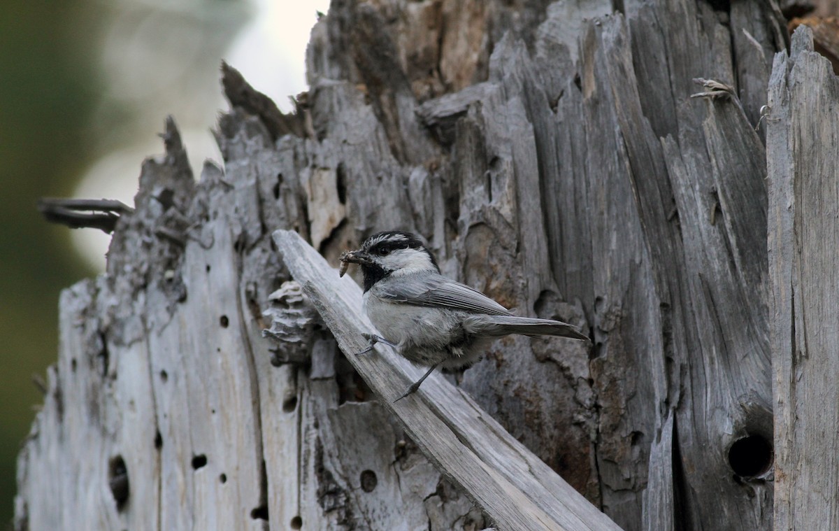 Mountain Chickadee - ML22644331