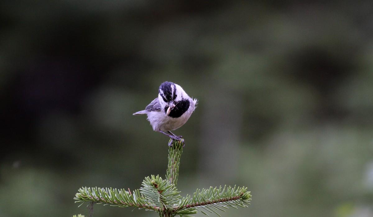 Mountain Chickadee - ML22644381