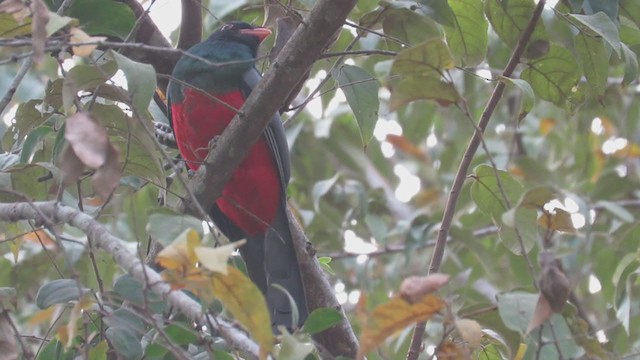 Slaty-tailed Trogon - ML226444711