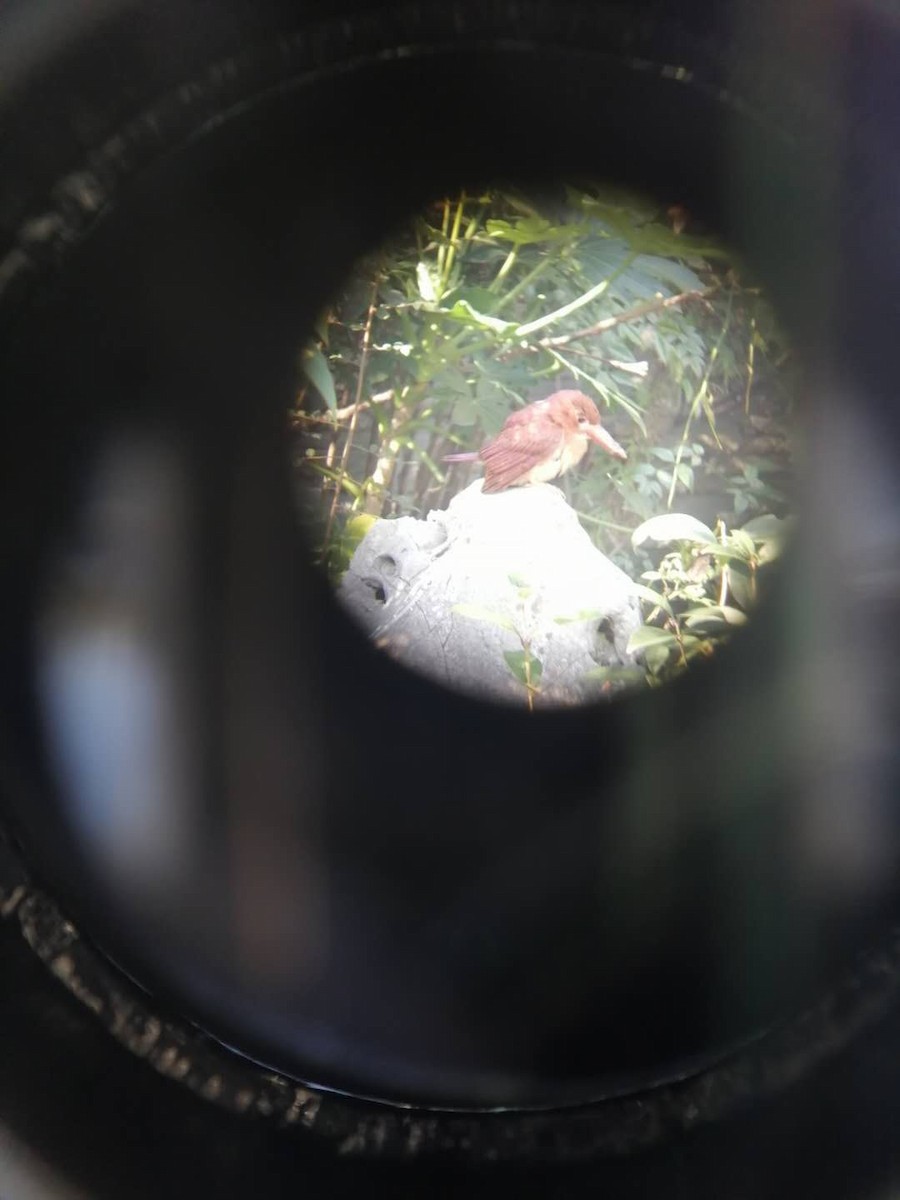 Ruddy Kingfisher - ML226444941