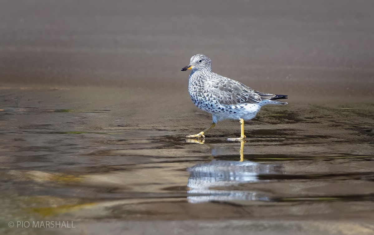 Surfbird - ML226445421