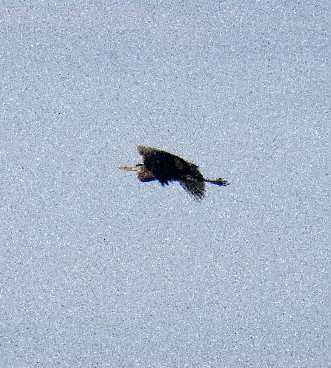 Great Blue Heron - ML226446341