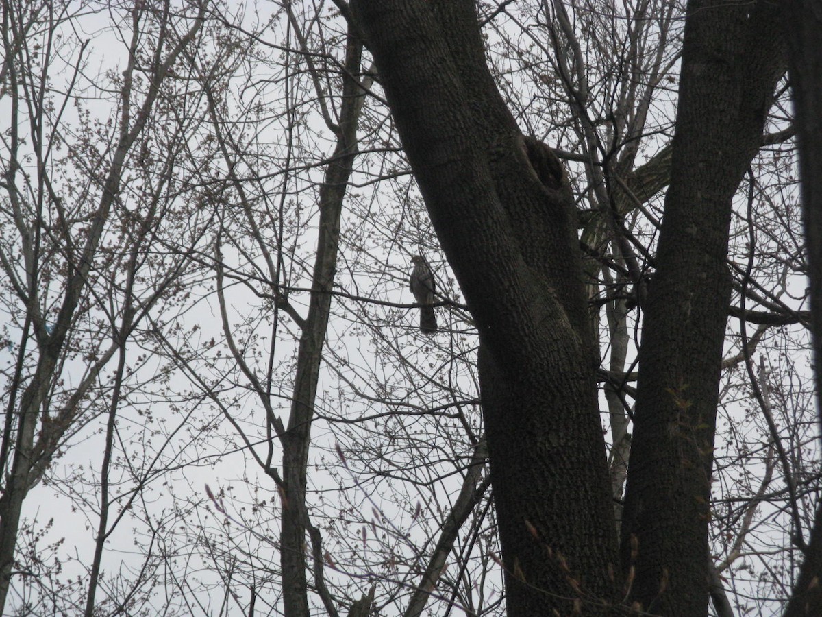 Cooper's Hawk - ML226446351