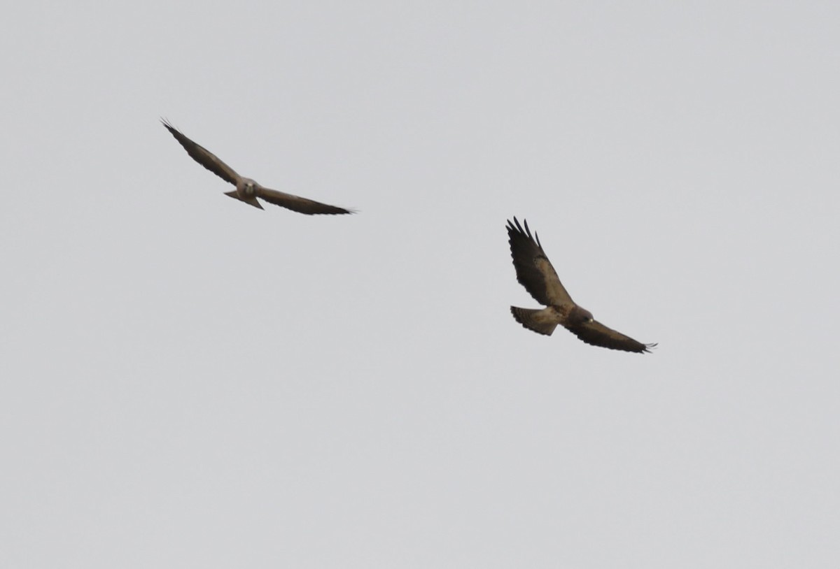 Swainson's Hawk - ML226447811