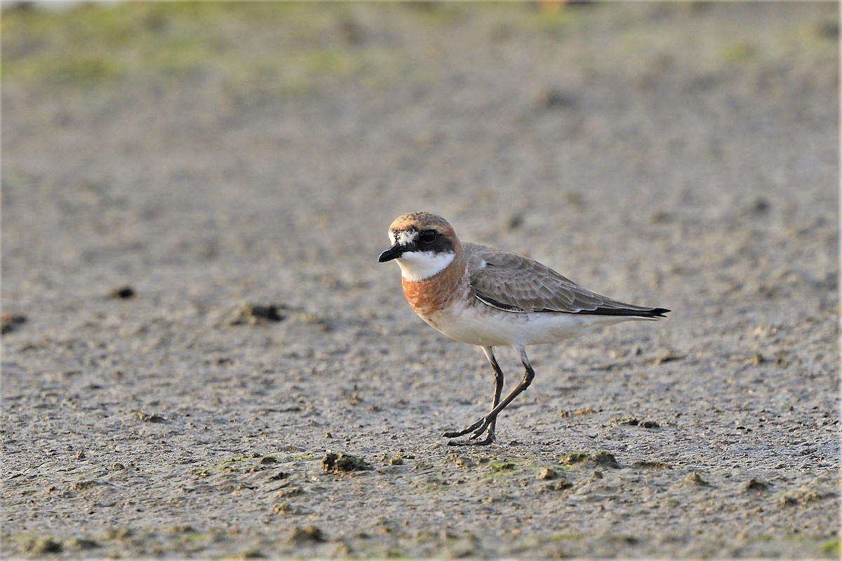 Siberian/Tibetan Sand-Plover - 純霖 施