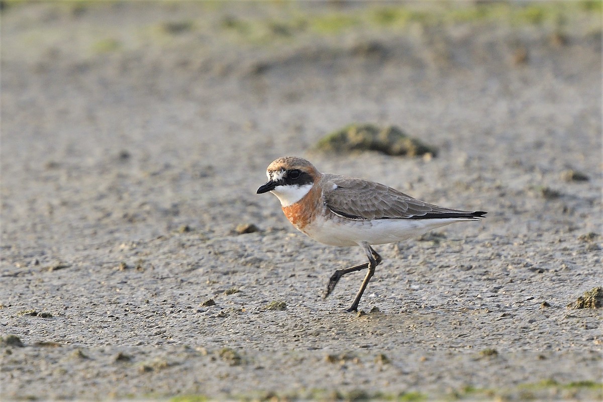 Siberian/Tibetan Sand-Plover - 純霖 施