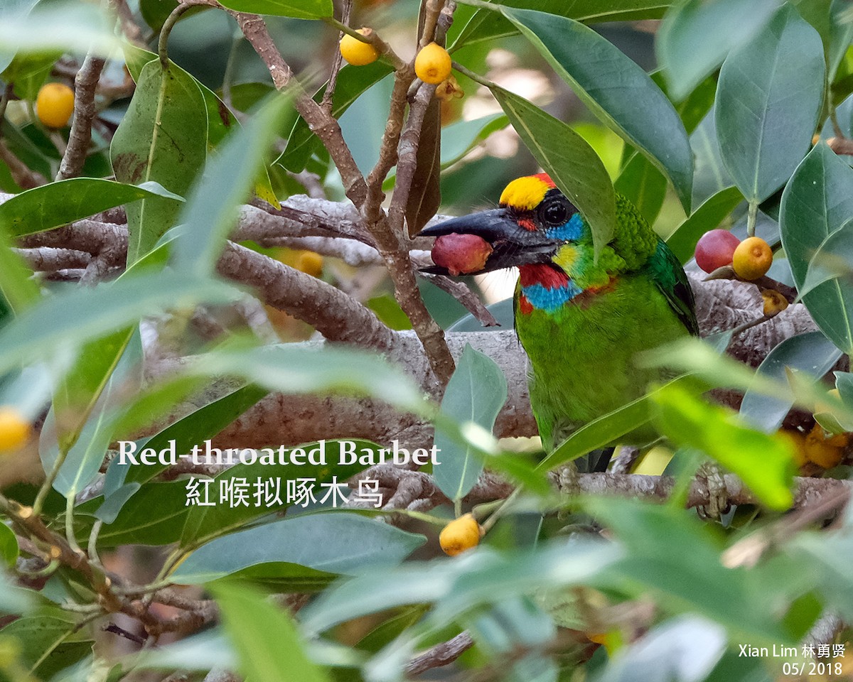 Red-throated Barbet - ML226452161