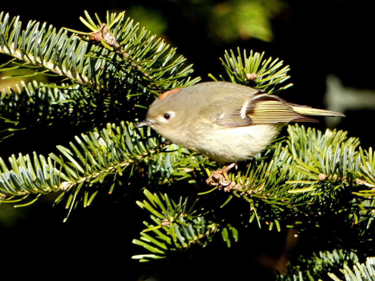 Ruby-crowned Kinglet - Monique Berlinguette