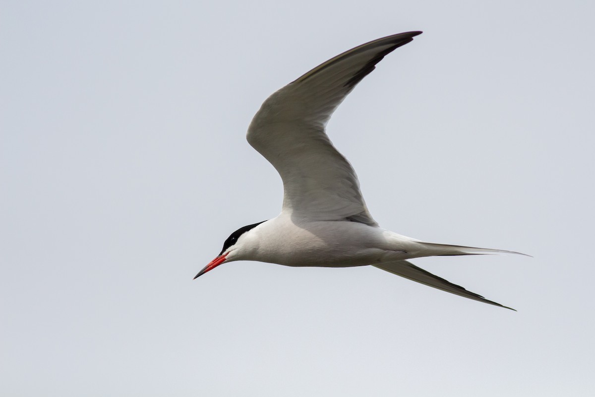 Common Tern - Josh  Houck