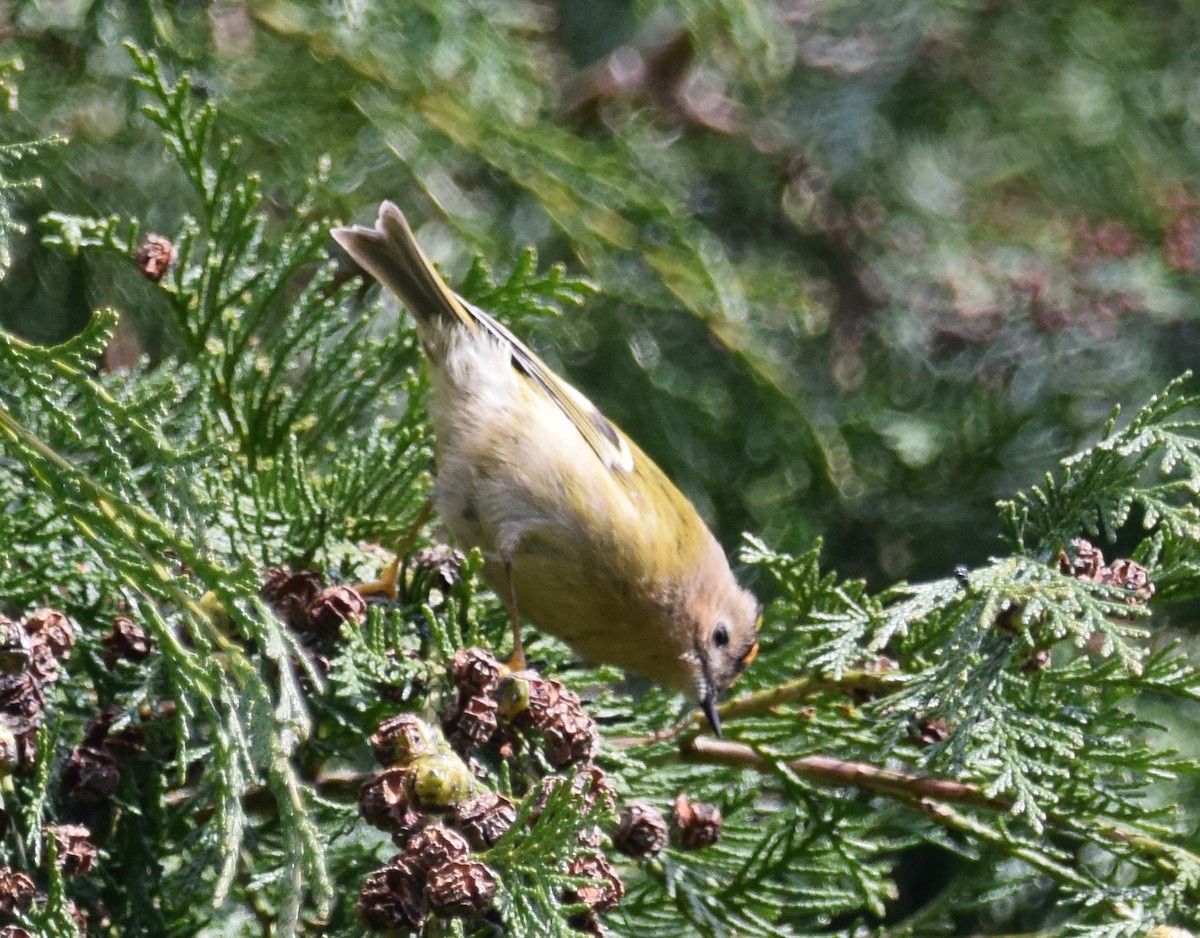 Goldcrest (European) - ML226457491