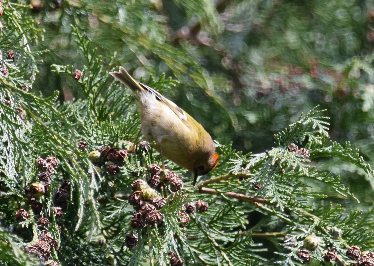 Goldcrest (European) - ML226457501