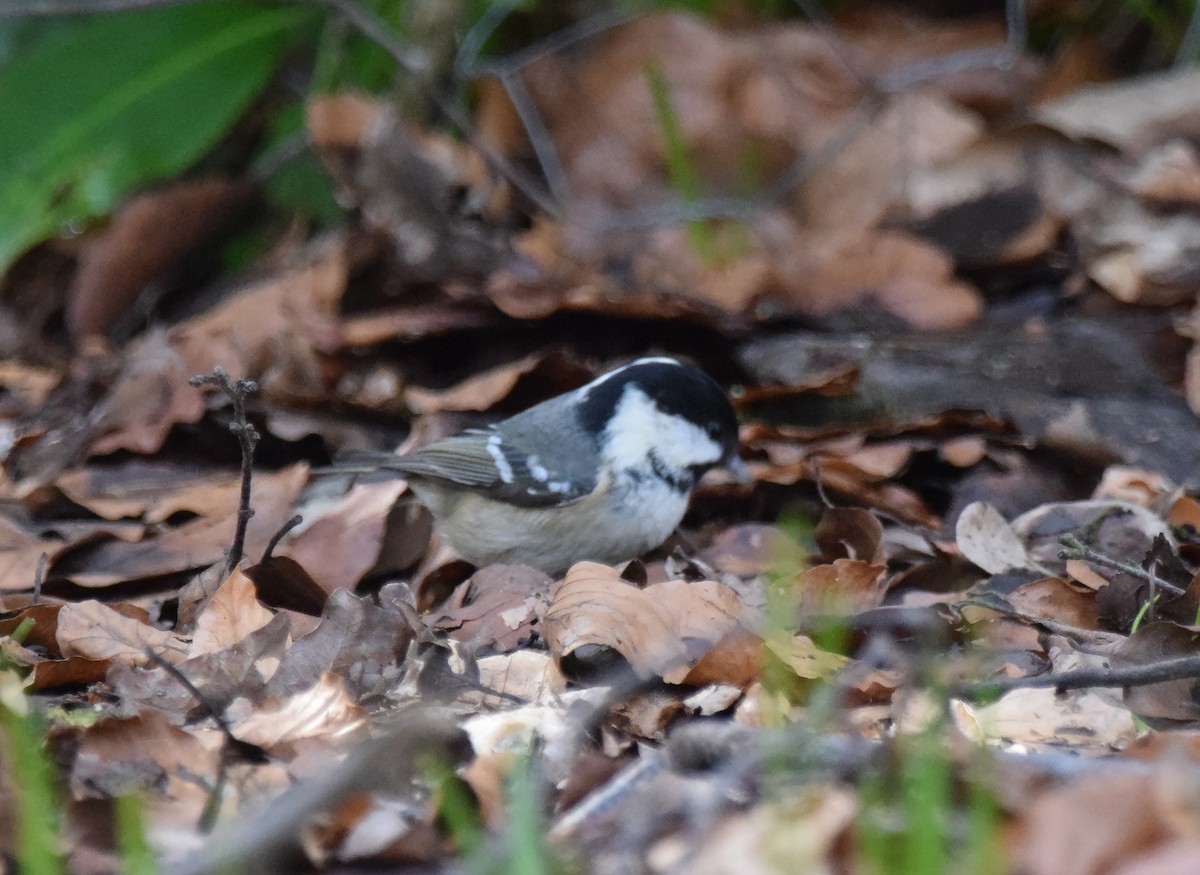 Coal Tit (British) - ML226457661