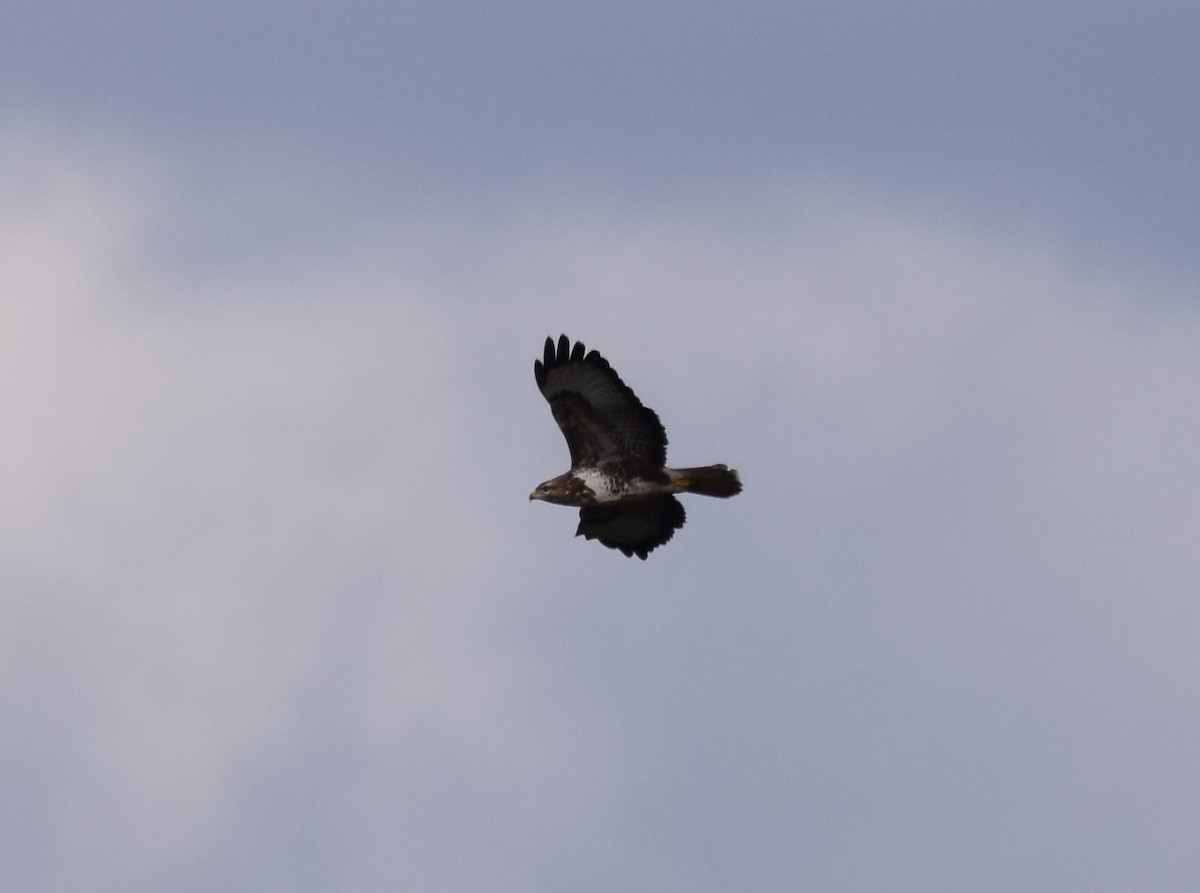 Poiana (buteo) - ML226457691