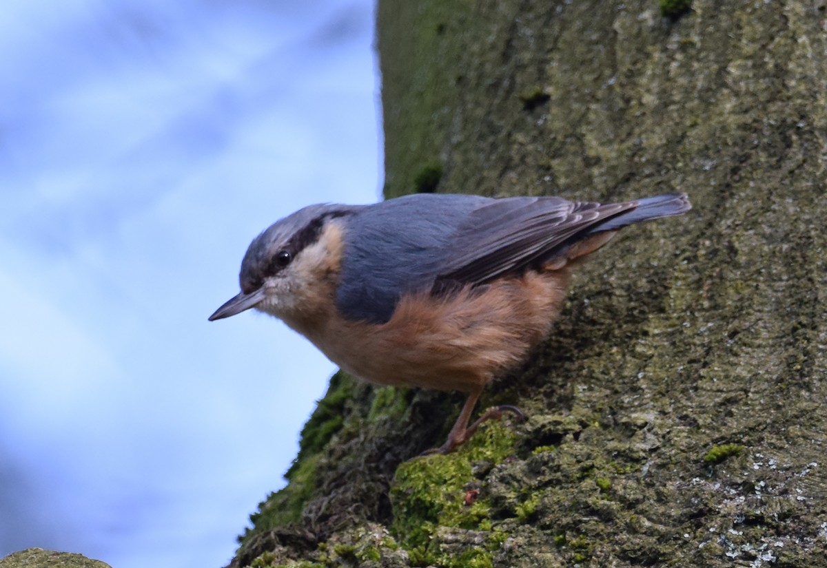Eurasian Nuthatch (Western) - ML226457971