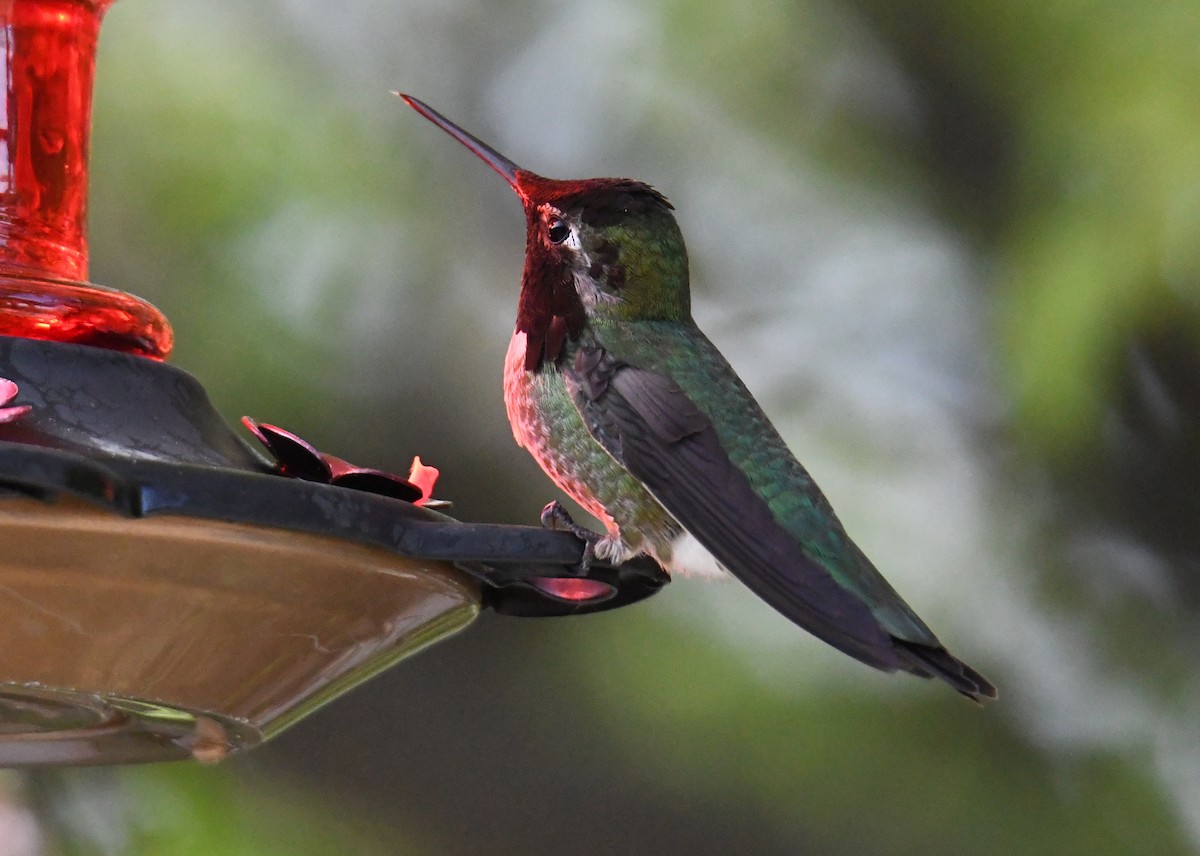 Anna's Hummingbird - ML226458111