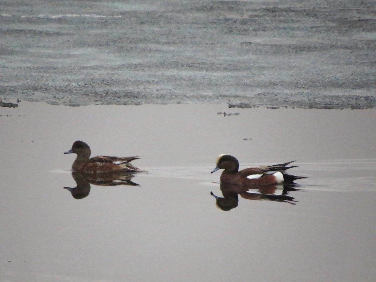 American Wigeon - Lynn Barber