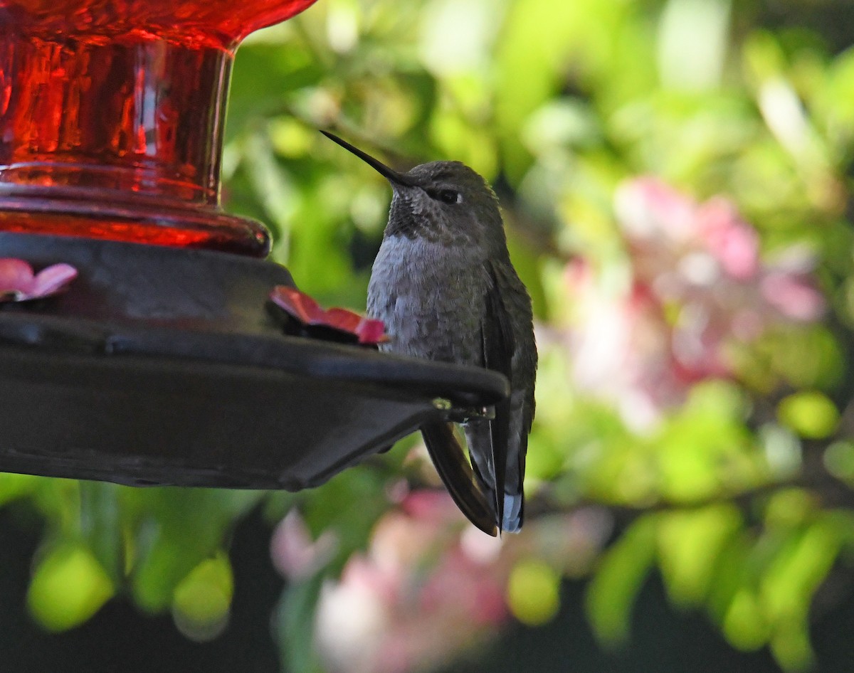 Anna's Hummingbird - ML226458311