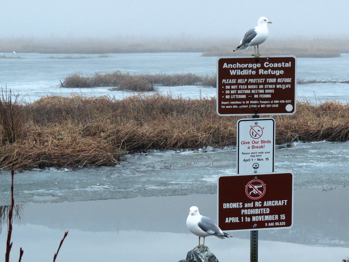 Short-billed Gull - ML226458451