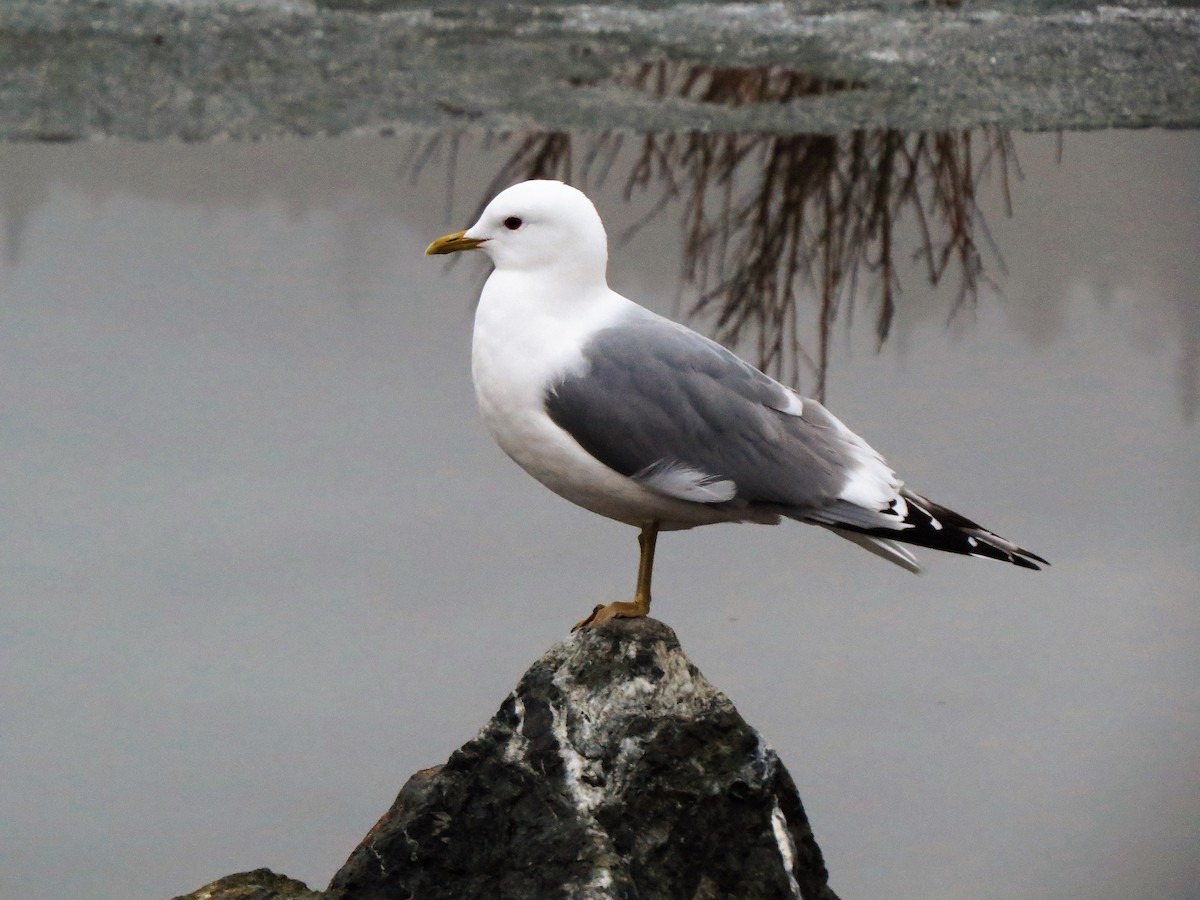 Short-billed Gull - ML226458511