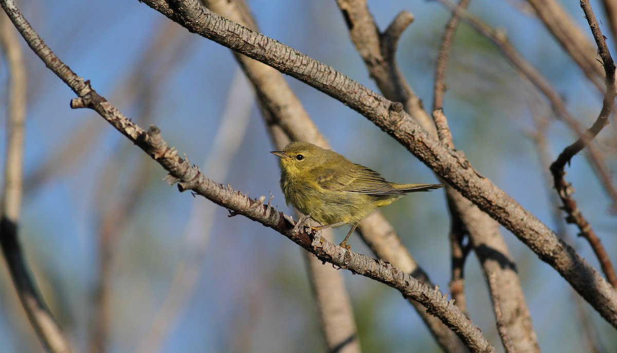 Orange-crowned Warbler - ML22645911