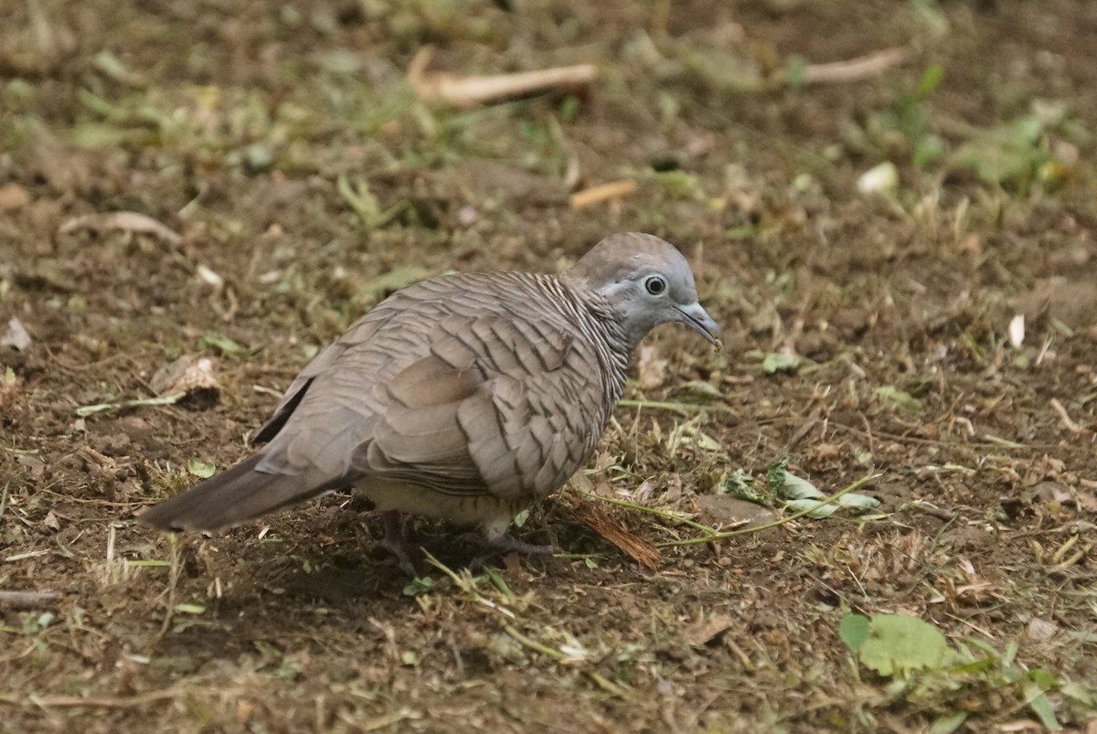 Zebra Dove - ML226462461