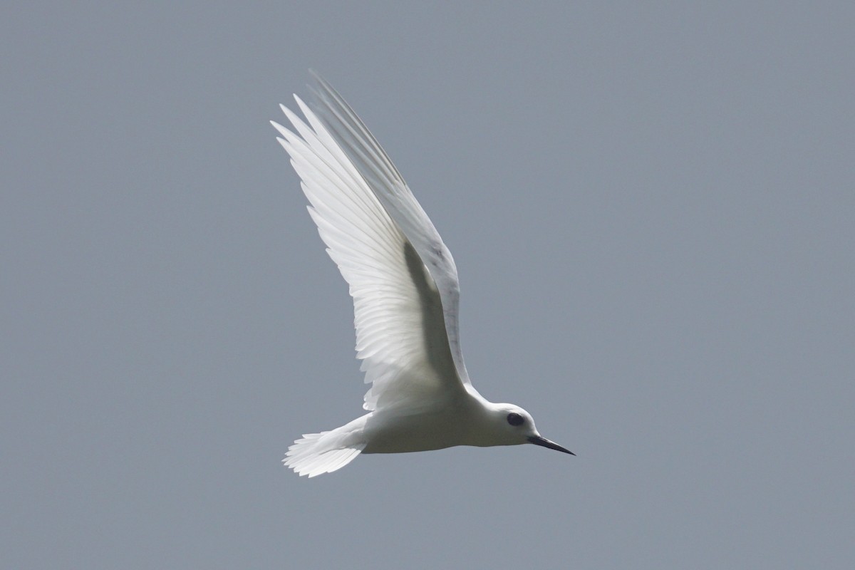 White Tern (Little) - Mike Pennington