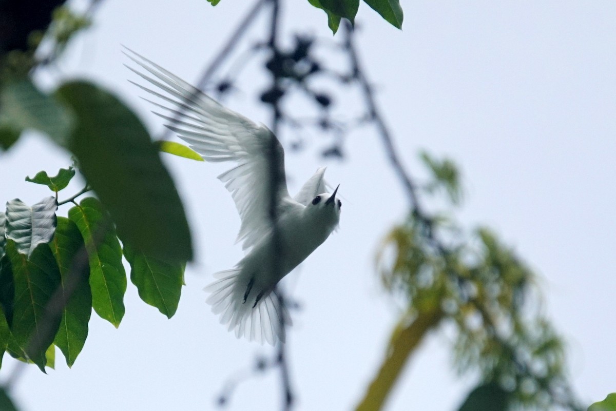 White Tern (Little) - ML226463091