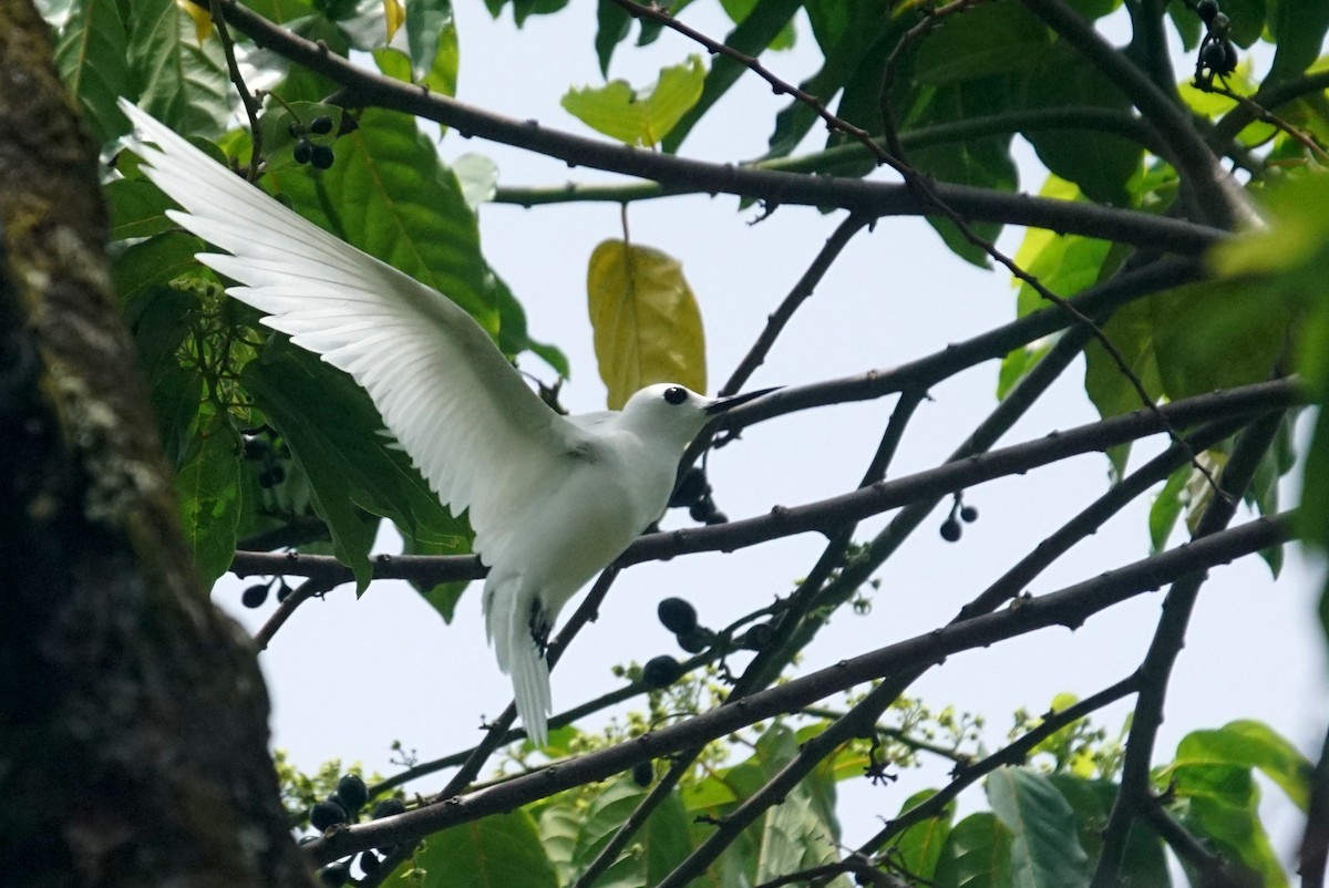 White Tern (Little) - Mike Pennington