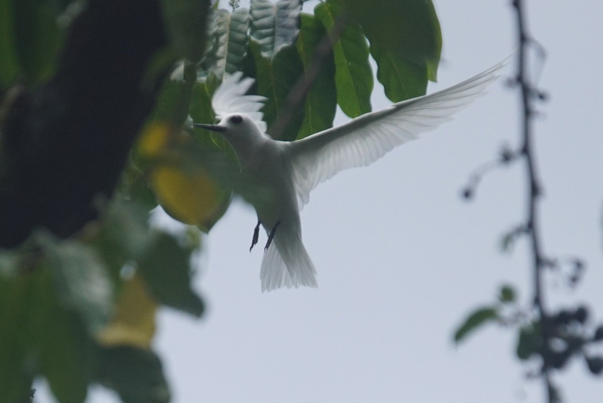 White Tern (Little) - ML226463301