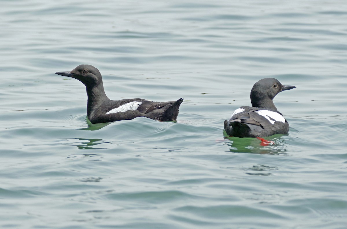 Pigeon Guillemot - ML226463821