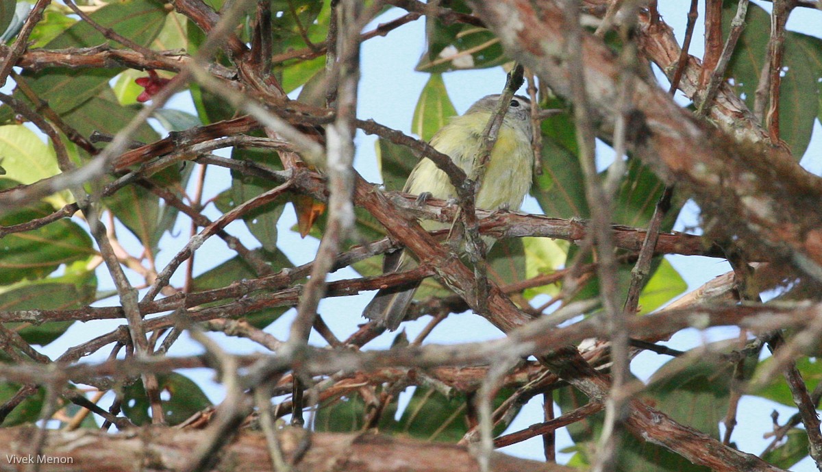 Brown-capped Vireo - ML226463861