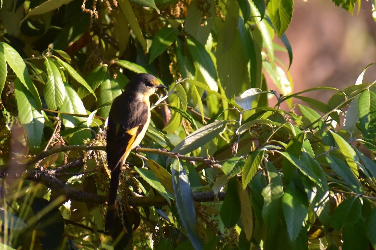 Minivet Colilargo - ML226465201