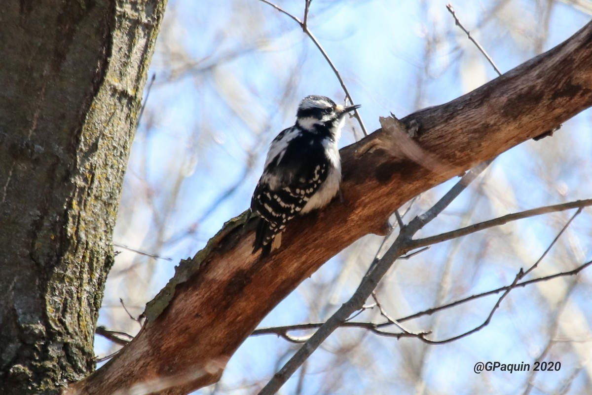 Hairy Woodpecker - Guy Paquin