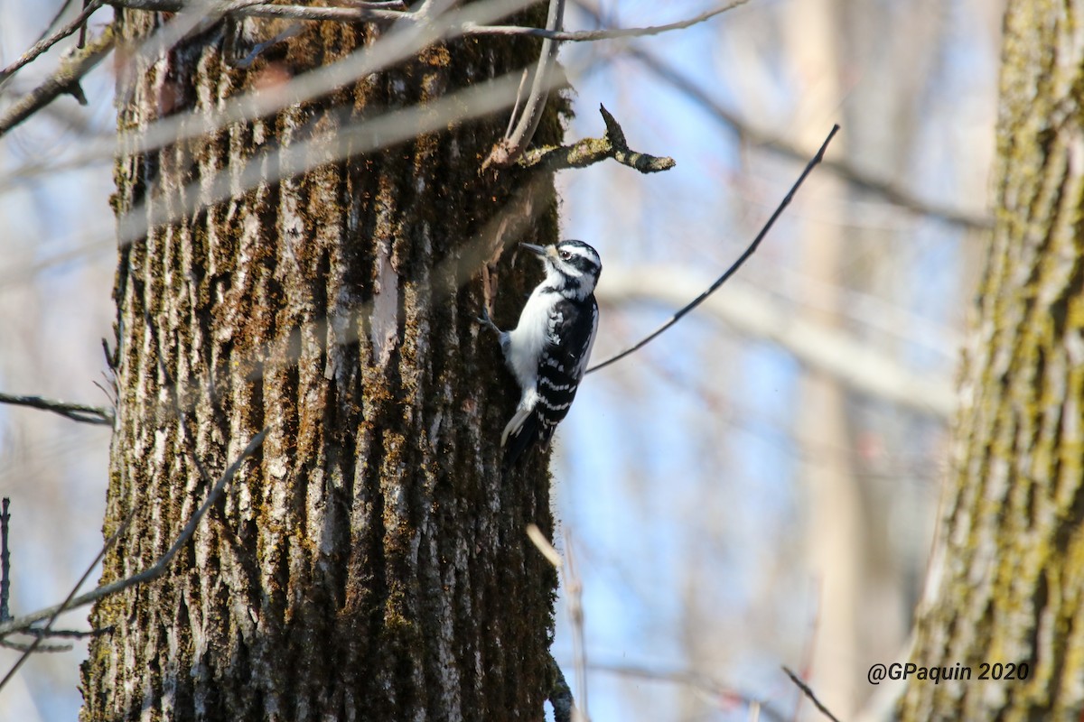 Hairy Woodpecker - Guy Paquin