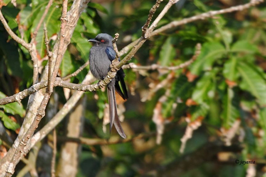 Ashy Drongo - ML226466381