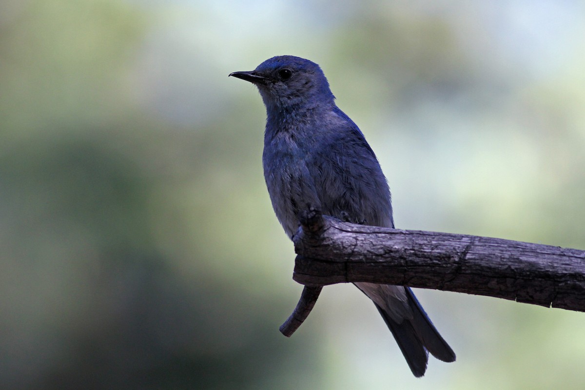 Mountain Bluebird - ML22646681