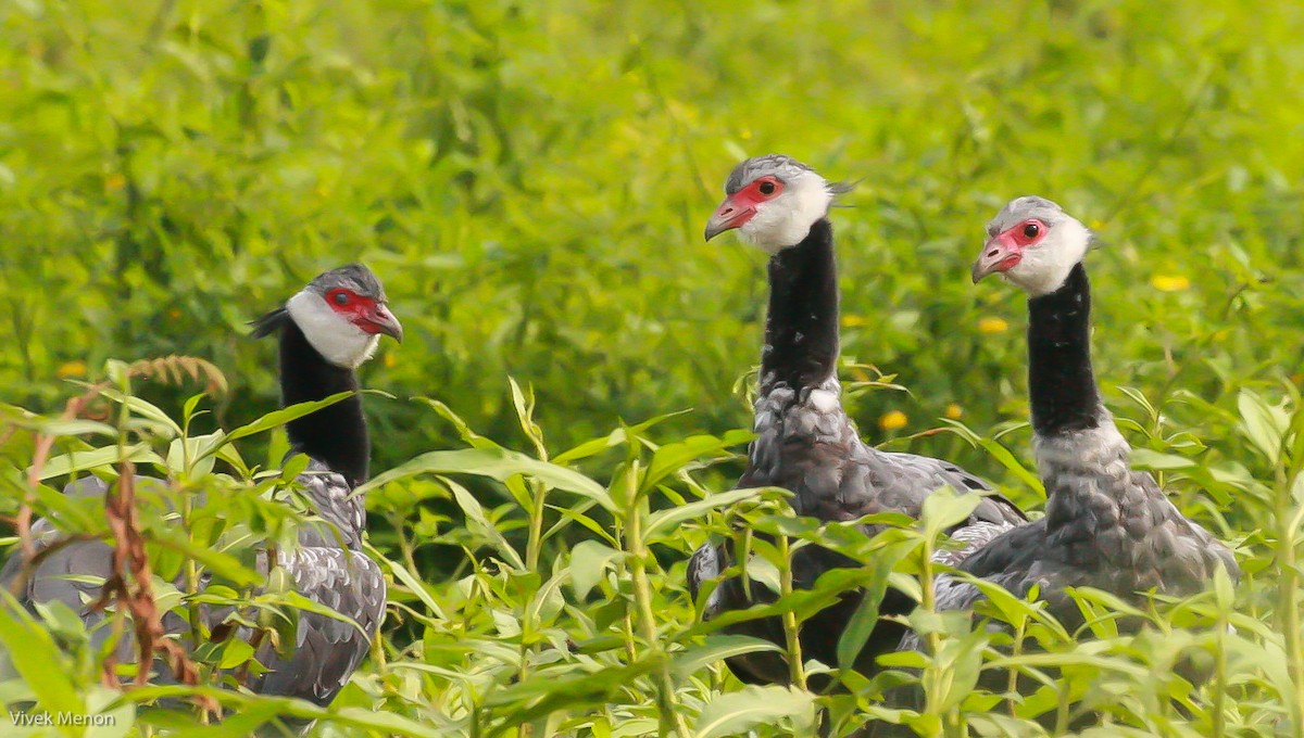 Northern Screamer - Vivek Menon