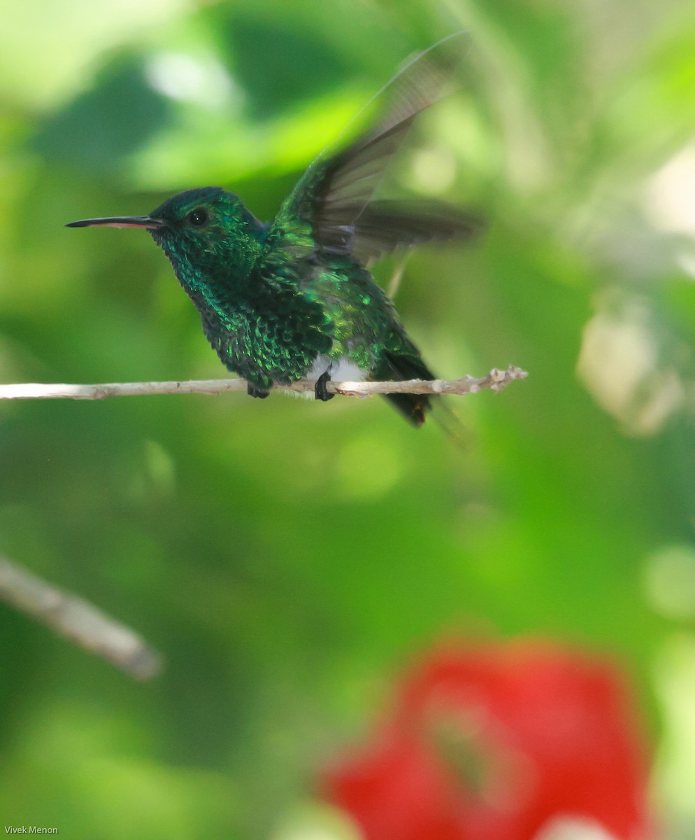 Red-billed Emerald - ML226469221