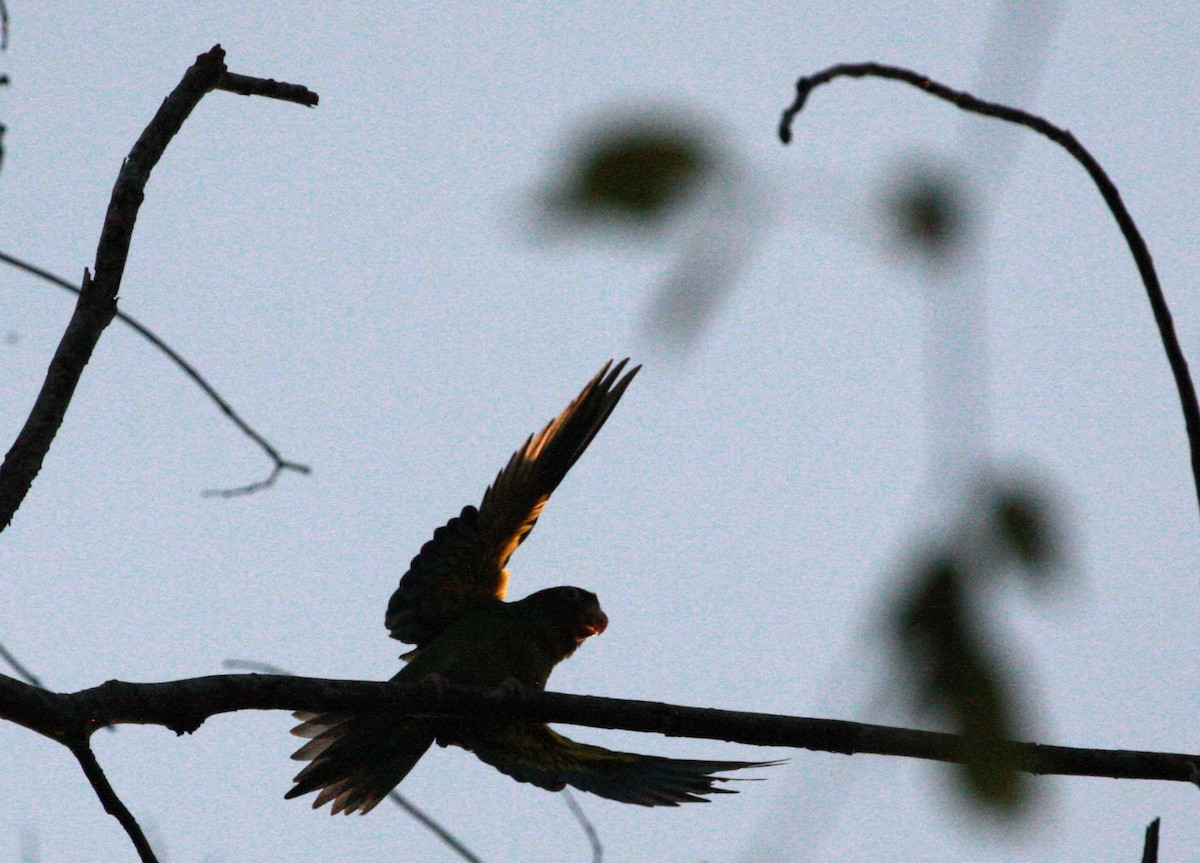 Orange-chinned Parakeet - Vivek Menon